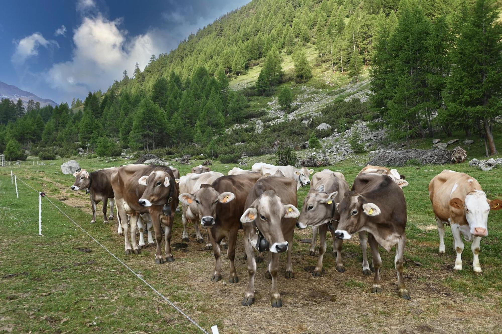 Agriturismo Bosco D'Oro Livigno Exterior foto